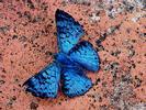 Blue Butterfly