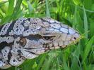 Iguane blanc