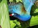 Coloured bird