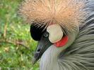 Crane