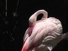 Flamant rose