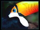 Grand Toucan