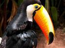 Grand Toucan 2