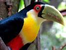 Green beak Toucan