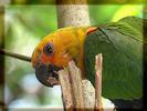 Green parrot