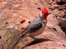 Oiseau huppe