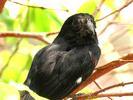 Petit oiseau