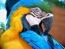 Tame Macaw