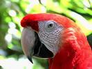 Tame Macaw red
