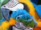 Tame Macaws detail