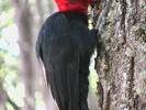 Woodpecker