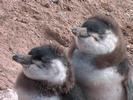 baby penguin