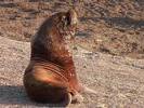 sealion