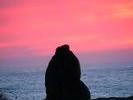 sealion at sunrise