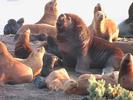 sealions family