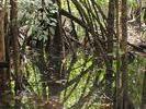 Cap trib mangroves