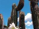 Cactus en fleure