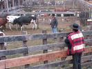 Gaucho chileno