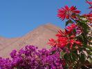 Elqui Pisco printemps fleuri