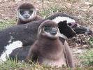 Magellanes penguin family