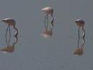 Flamant rose