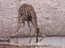 Giraffe compteur sur soif