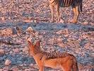 Le Renard et le Zebre