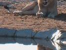 Lion qui salive