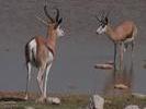 Springbok face a face