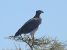 aigle