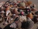 Coquillages namibiens