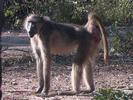 Baboon