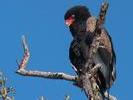 Bateleur