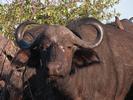 Buffalo squatter