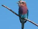 Lilacbreasted roller