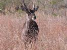 Nyala dans le bush