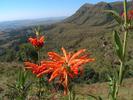 Drakensberg Fleure