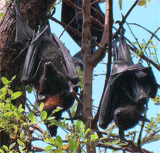 Image: AUS black flying fox